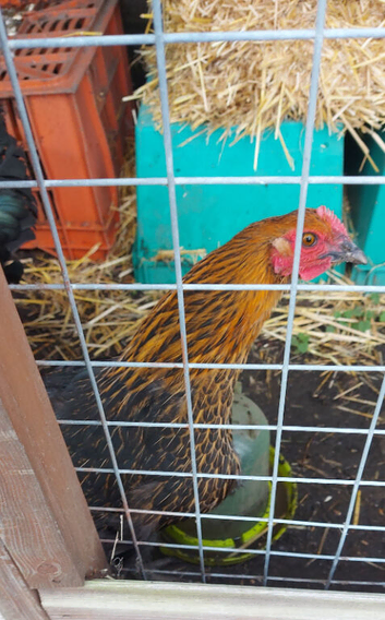 Copper Black Marans