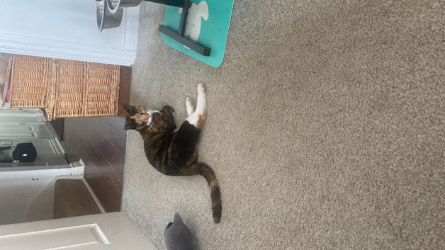 year and half year old cat