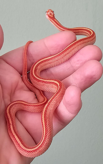 Stunning Corn Snake Hatchlings