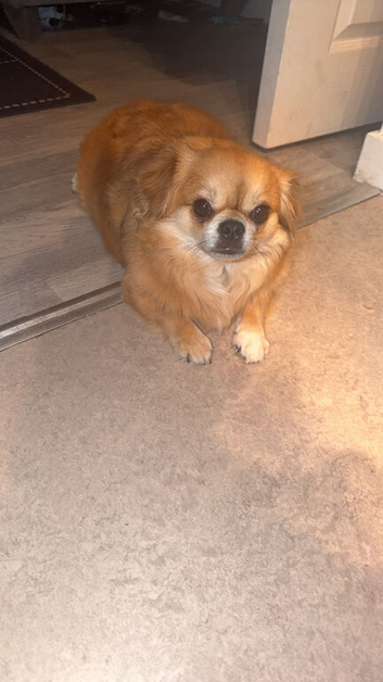 Male Chihuahua