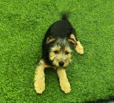 Beautiful 3 month old Yorkshire terrier puppy
