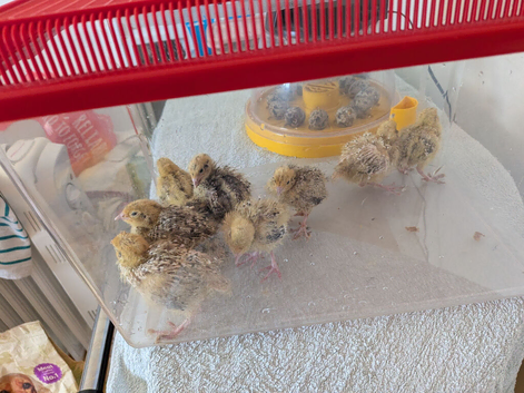 Beautiful Babies Italian Quail for sale