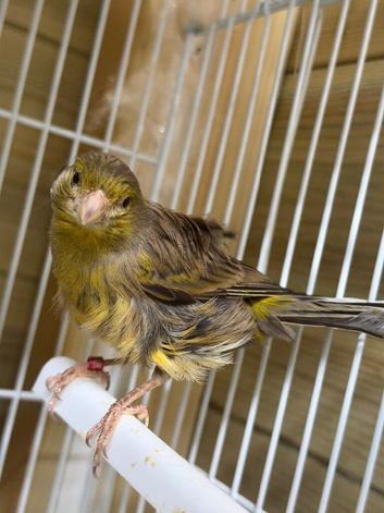 Beautiful Hen North Dutch frill canary