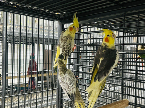 Baby Cockatiel parrot