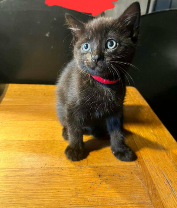 Kittens for sale
