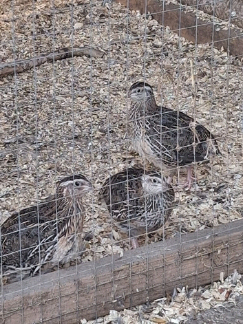 Coturnix Quail