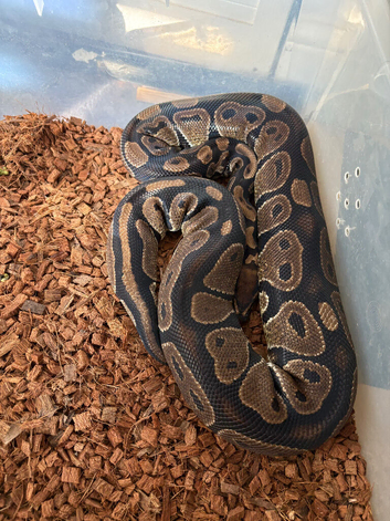 Royal python