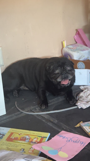 11 year old Pug - Bingo