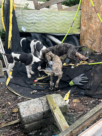 Suluky whippet greyhound bull