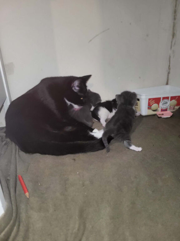3 kittens for sale ready to go now