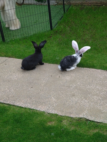 Continental Giant Pair
