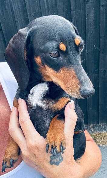 Black and minature dachshund