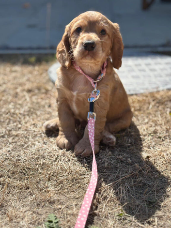 Kc reg working cocker boy puppies heritary clear