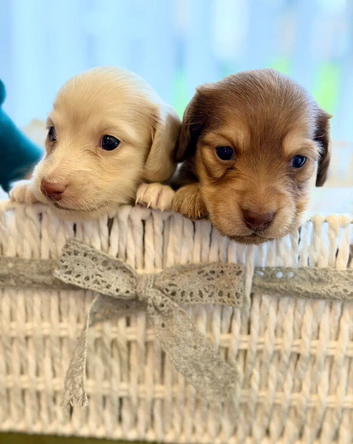 Beautiful Cream Long-Haired Miniature Dachshund Puppies