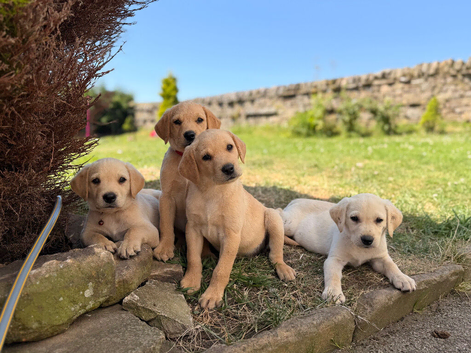 Gorgeous Labrador puppies
