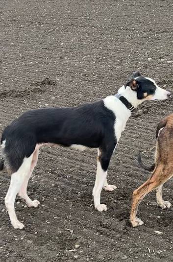 First cross collie whippet