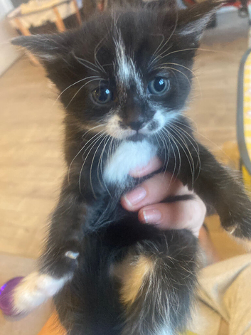 Need homes ASAP