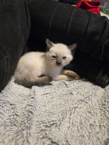 1 ragdoll kitten looking for its forever family home