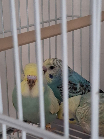 Budgie