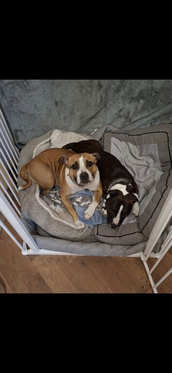 Staffie puppies for sale