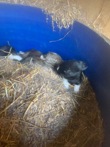 Rabbit kits