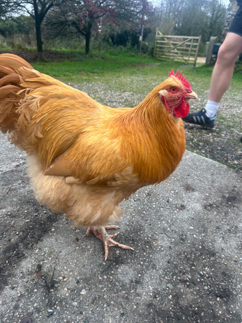 Buff Orpington Cockerel