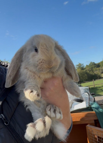 Stunning pure bred French lop babies