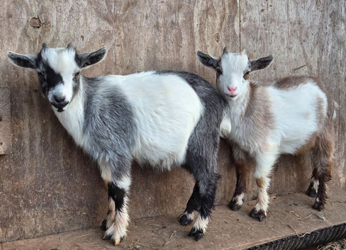 Beautiful Pygmy Wethers Looking for their forever home