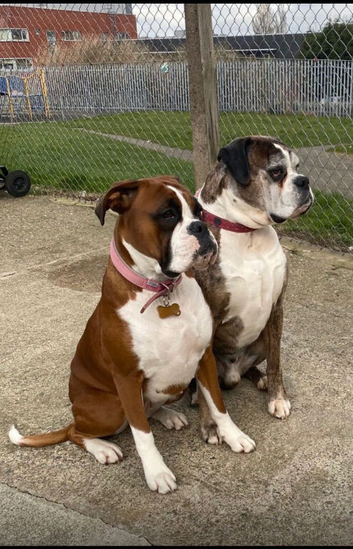 Boxer Puppies