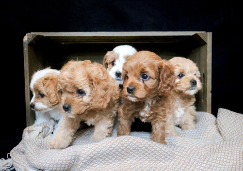 F2 Caverpoos puppies for sale