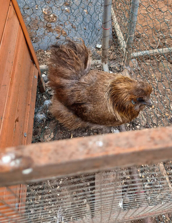 Pair of Silkies