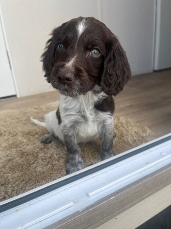 Cocker spaniel