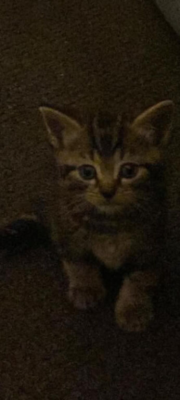 Male kitten