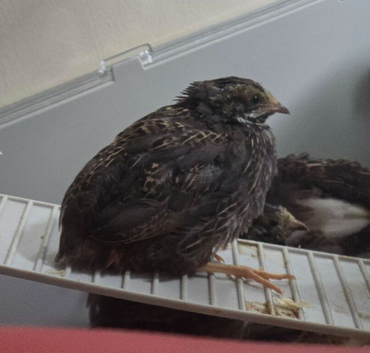 Button quail (Male)