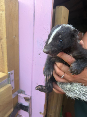 Baby rescue skunk now ready
