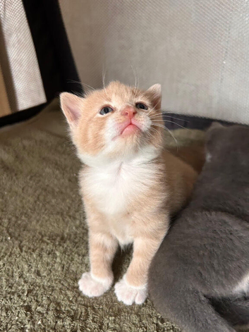 British shorthair kittens