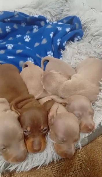 Miniature Dachshund Boys