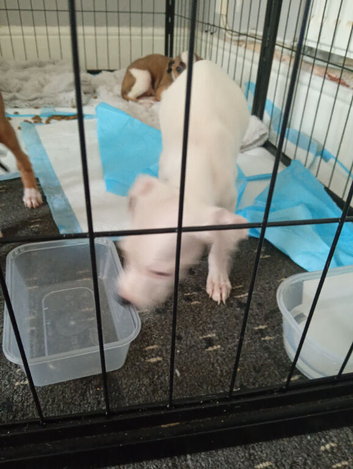 Learcher staff puppies