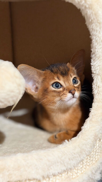 Beautiful GCCF Registered Abyssinian kittens