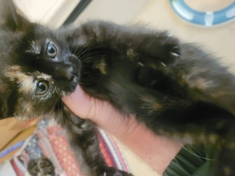 2 cute female kittens for sale