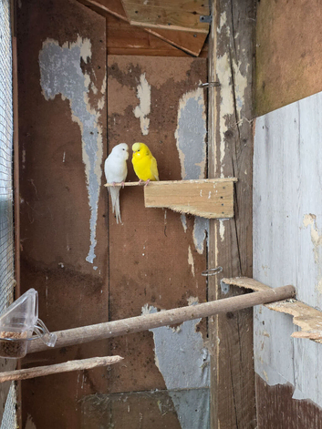Pair of budgies