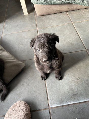 Gsd x pups for sale