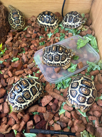 Rare High White Leopard Tortoise hatchlings