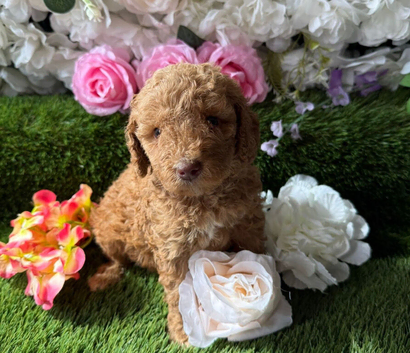 Kc mini poodles various 17 dna health tested clear