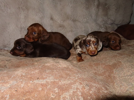 Mini Longhaired Dachshund puppies.