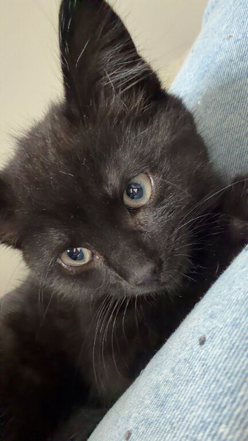 Beautiful Kitten