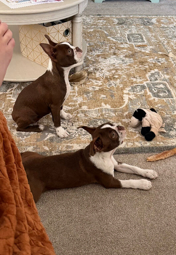 Red and white Boston terriers