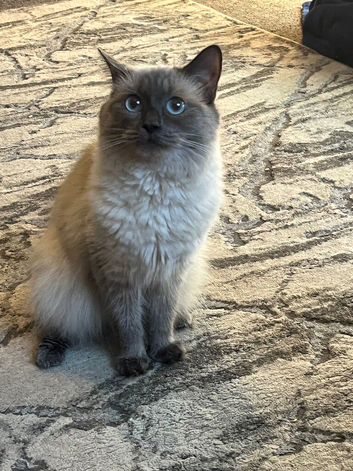 Ragdoll mix female 1 year old