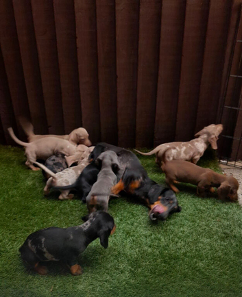 Beautiful KC Registered Dachshund puppies.