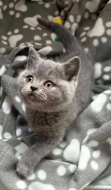 Last female beautiful British Short Hair baby looking for her forever home